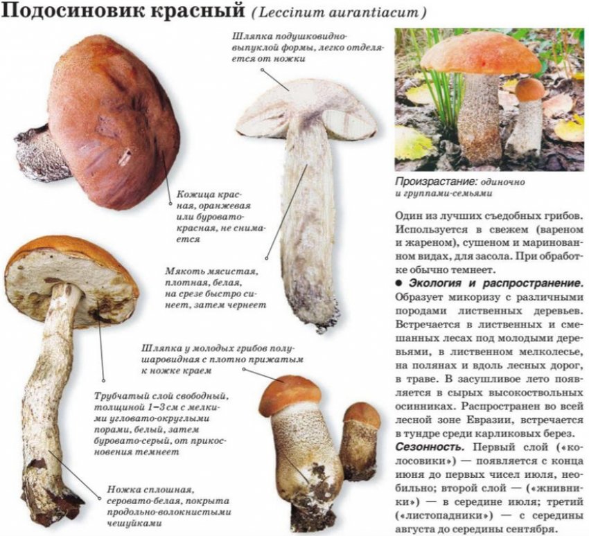 Підосичник червоний Підосичник червоний