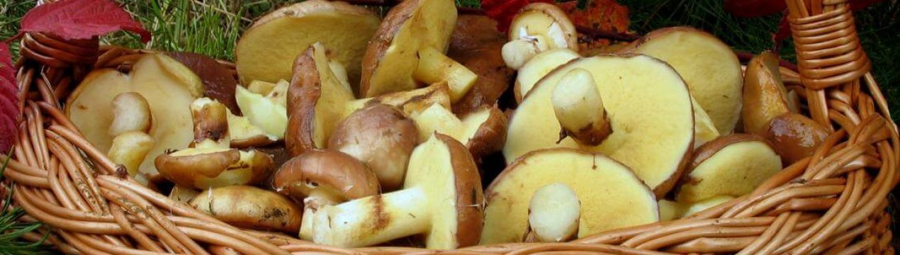 Способи заморожування маслюків на зиму