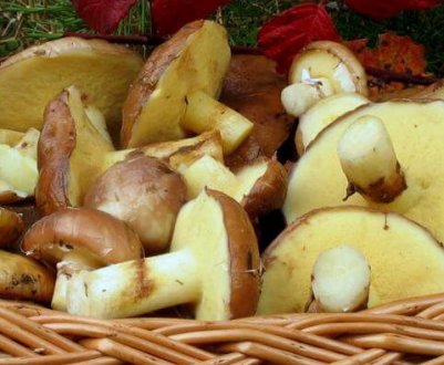 Способи заморожування маслюків на зиму