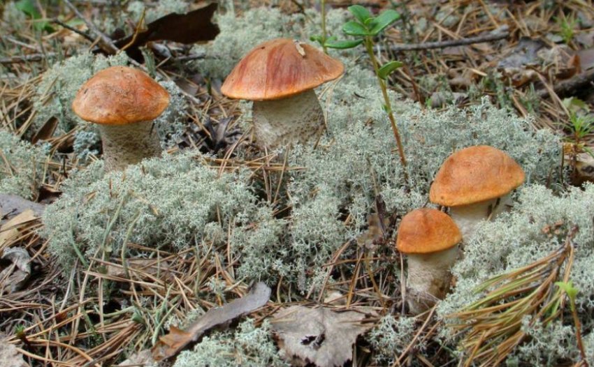 Поляна з подосиновиками Поляна з подосиновиками