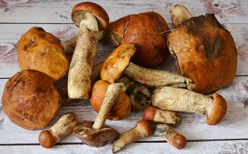 Гриб, підосичник Гриб, підосичник