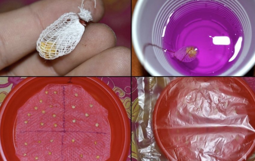 Знезараження насіння Знезараження насіння