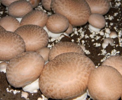 Королівські печериці: основні характеристики та способи приготування