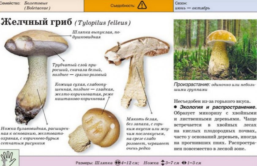 Krasnyj Grib Podosinovik