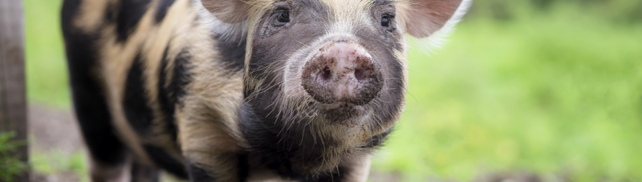 100 міні-ферм щорічно планують відкривати в Курганській області