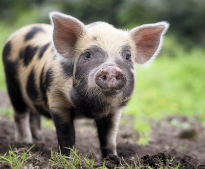 100 міні-ферм щорічно планують відкривати в Курганській області