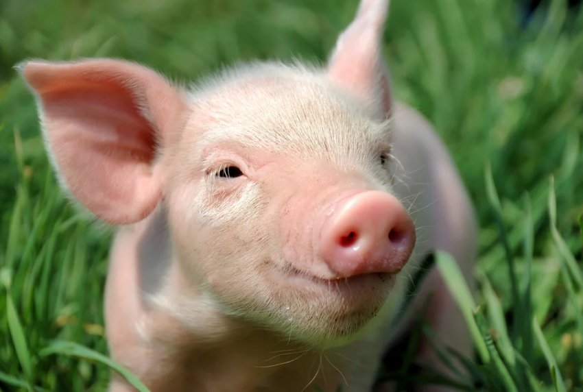 100 міні-ферм щорічно планують відкривати в Курганській області