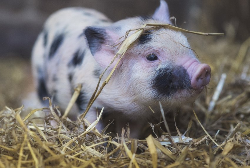 100 міні-ферм щорічно планують відкривати в Курганській області