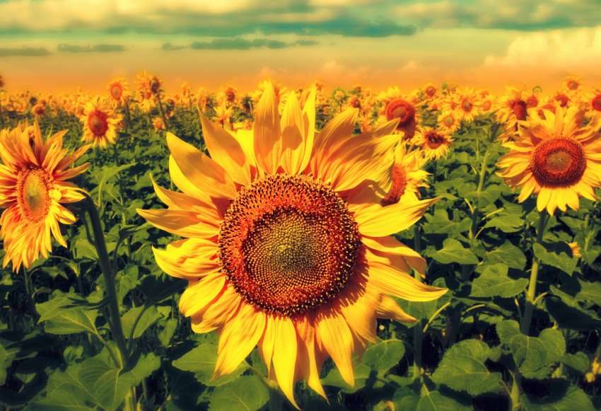 Серпнева спека вплинула на врожайність сої в Grain Alliance Серпнева спека вплинула на врожайність сої в Grain Alliance