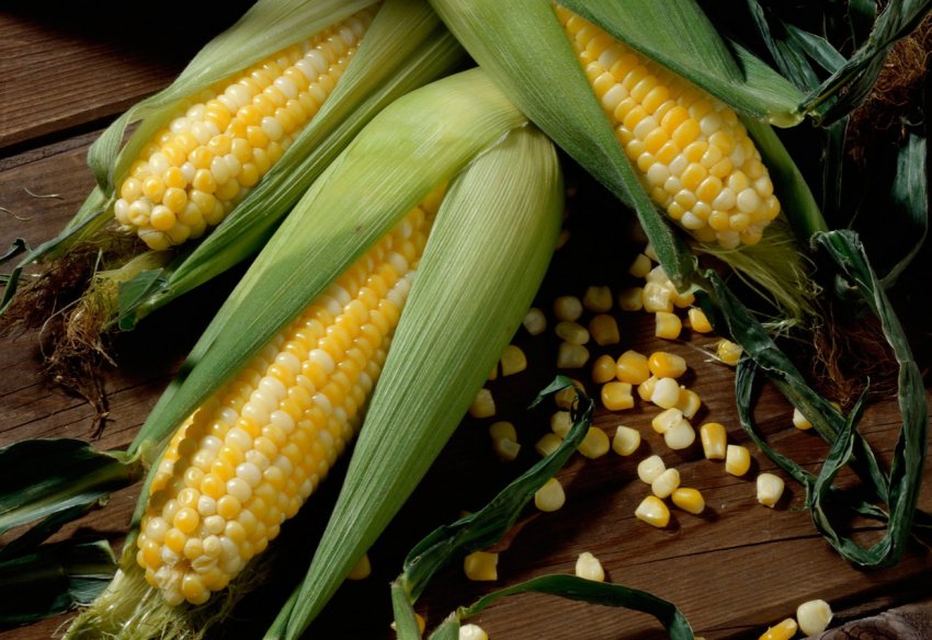 Серпнева спека вплинула на врожайність сої в Grain Alliance Серпнева спека вплинула на врожайність сої в Grain Alliance