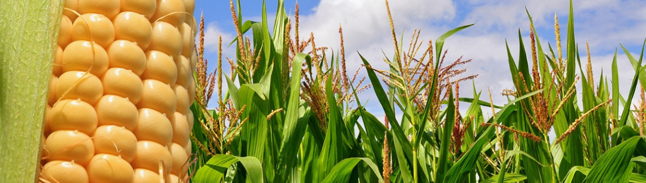 День поля пройшов у Хмельницькій області