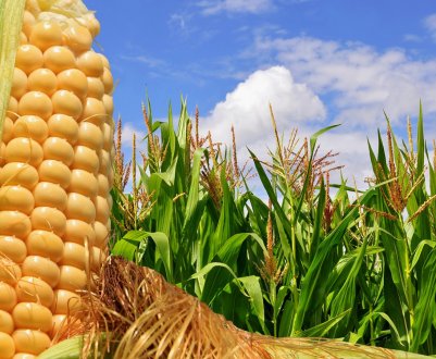 День поля пройшов у Хмельницькій області