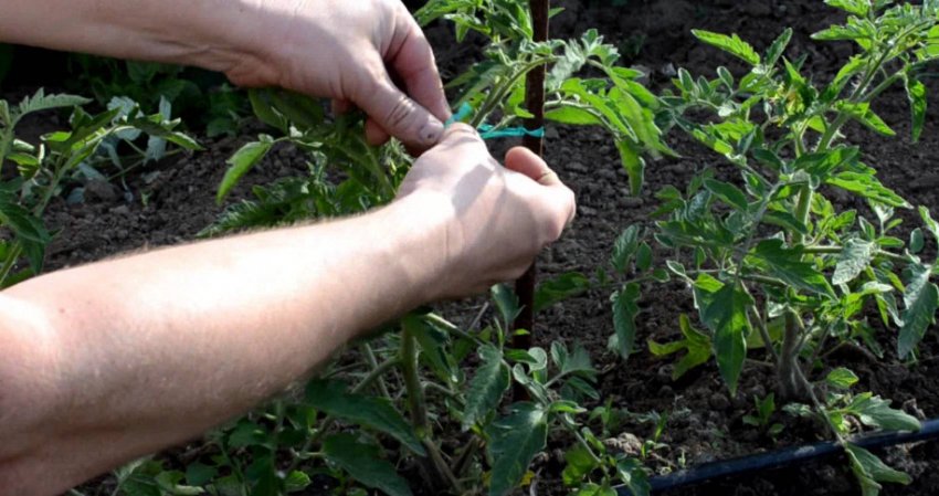 Підв'язка помідорного куща Підв'язка помідорного куща