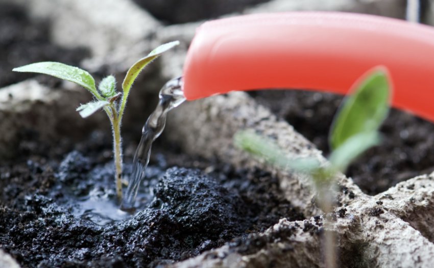 Полив розсади Полив розсади