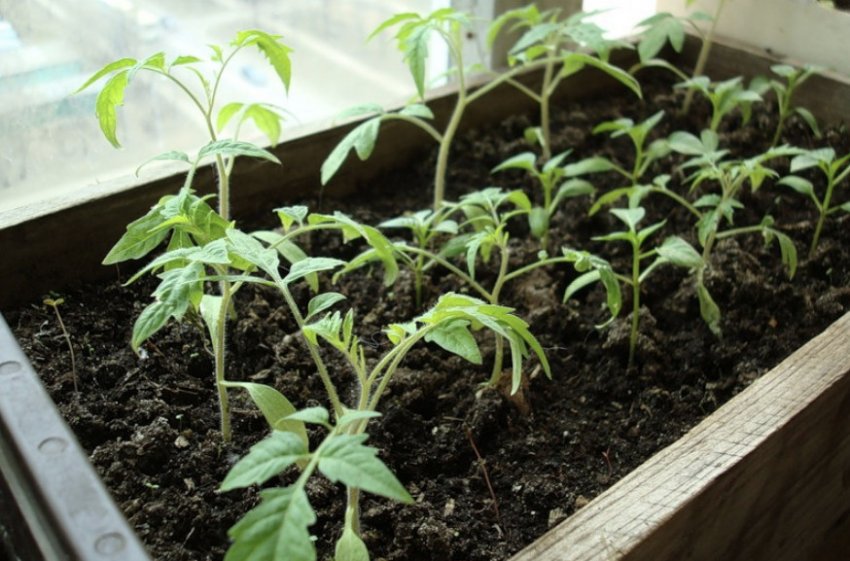 Розсада томатів Розсада томатів