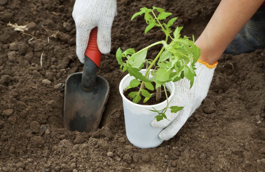 Висадка томатів Висадка томатів