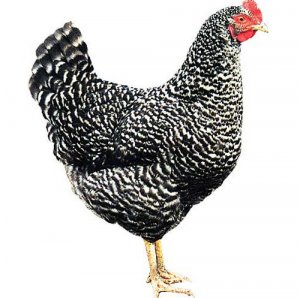 Крапчастий Д-959