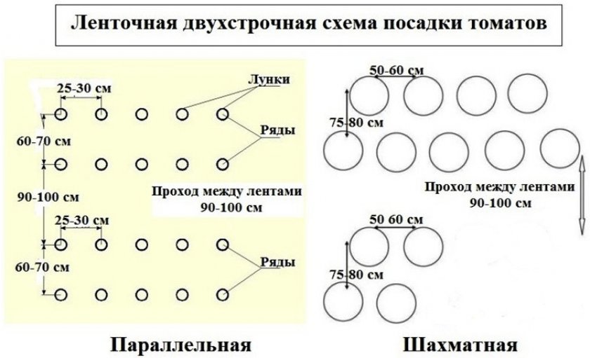 Схема посадки томатов Схема посадки томатов