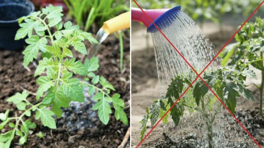 Полив томатів Полив томатів