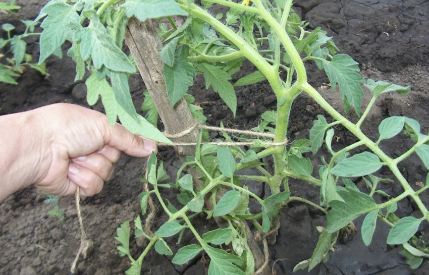 Підв'язування кущів томатів Підв'язування кущів томатів
