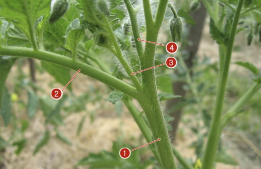 Пасинкування помідорів Пасинкування помідорів