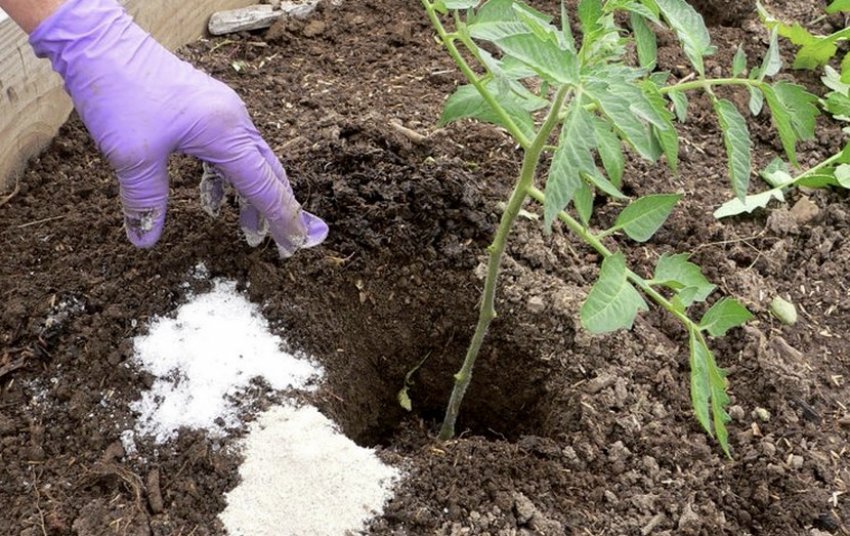 Коренева підгодівля Коренева підгодівля