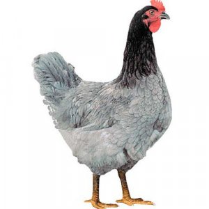 Блакитний Д-107