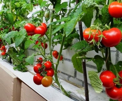 Як виростити помідори в домашніх умовах: покрокова інструкція, особливості догляду