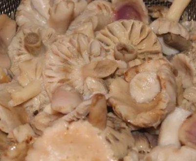 Скільки потрібно варити сироїжки