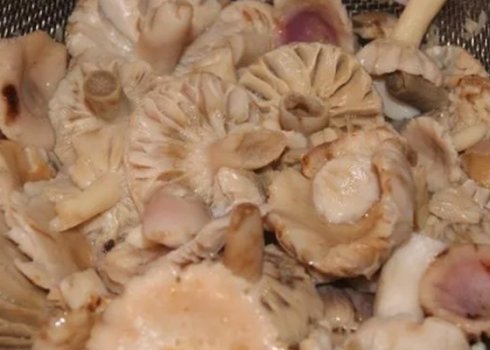 Скільки потрібно варити сироїжки