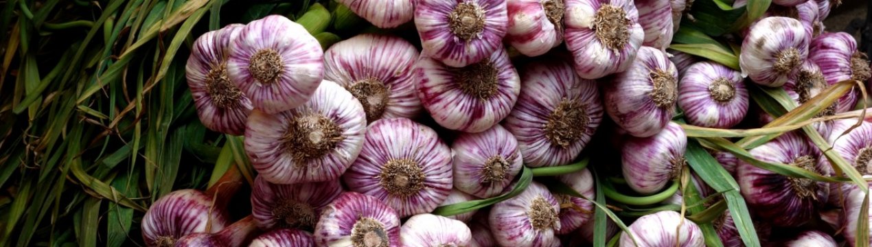 Врожайність часнику: середні показники, як підвищити врожайність