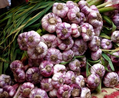 Врожайність часнику: середні показники, як підвищити врожайність