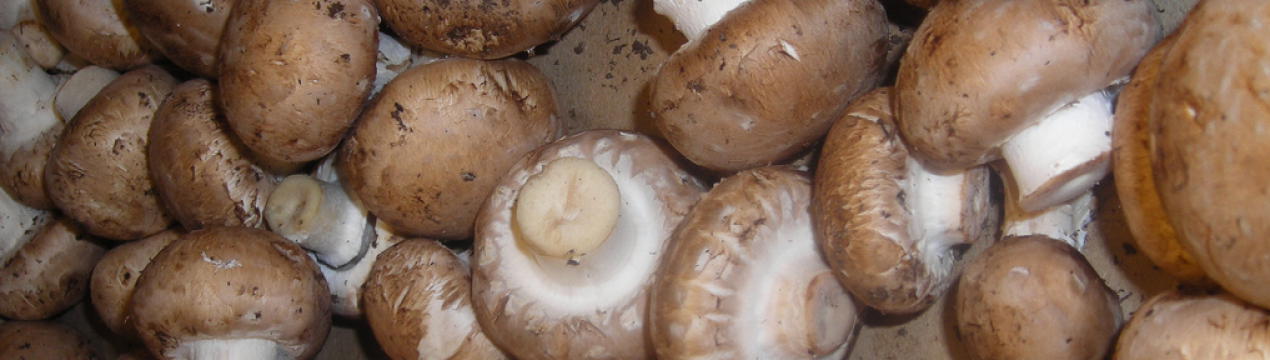 Що можна приготувати з королівських печериць