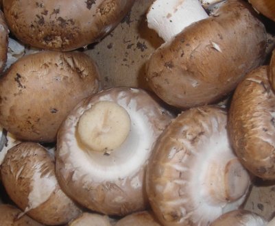 Що можна приготувати з королівських печериць