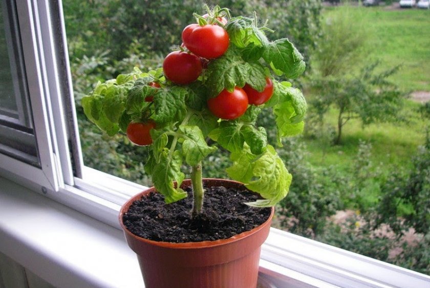 Выращивание томатов на подоконнике