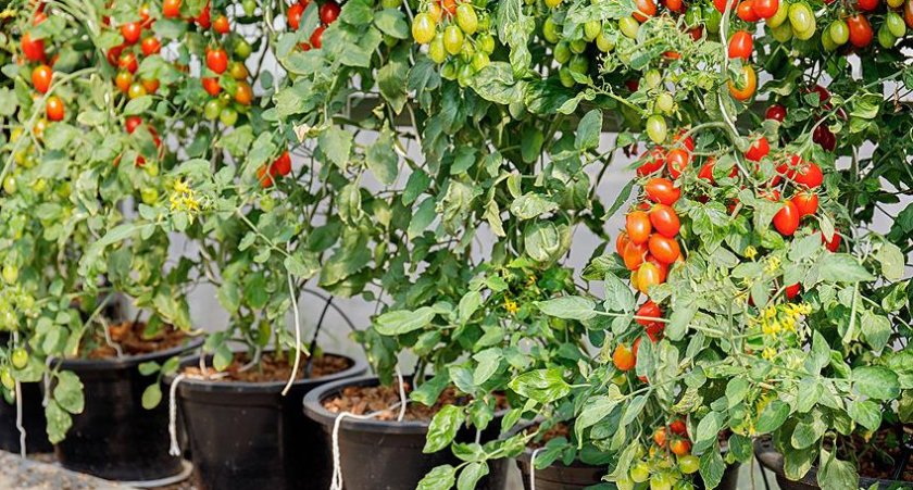 Как выращивать томаты в домашних условиях?