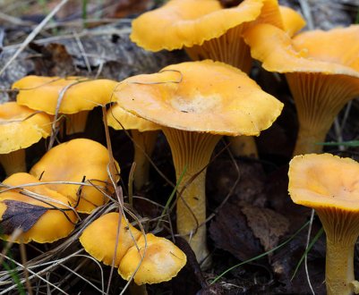 Чи можна виростити лисички на ділянці