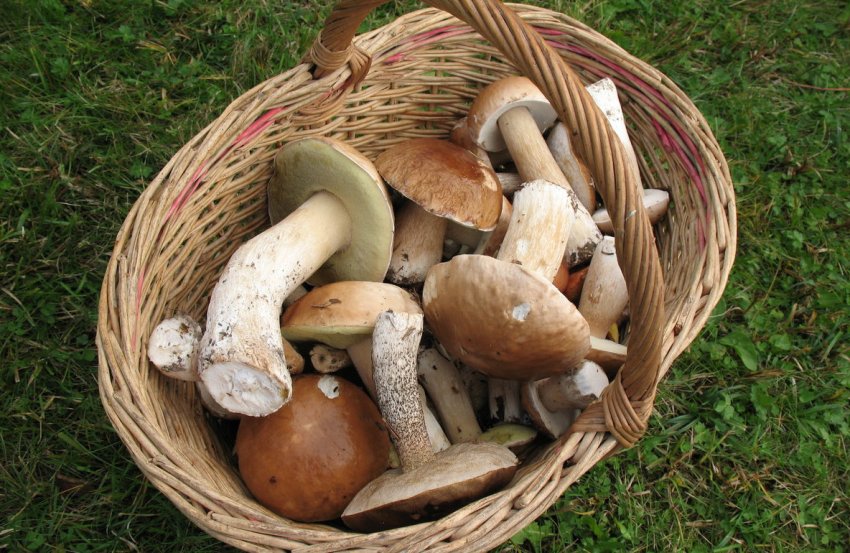 Урожай білих грибів Урожай білих грибів