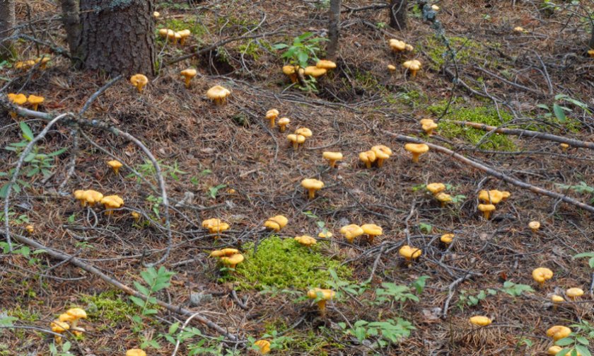 Лисички Выращивание грибов в домашних условиях