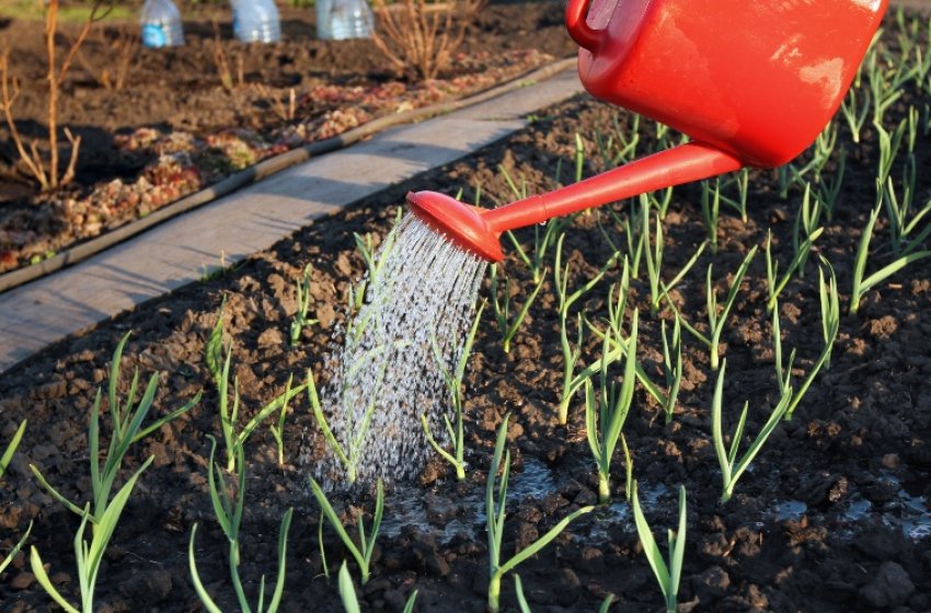 Полив часнику