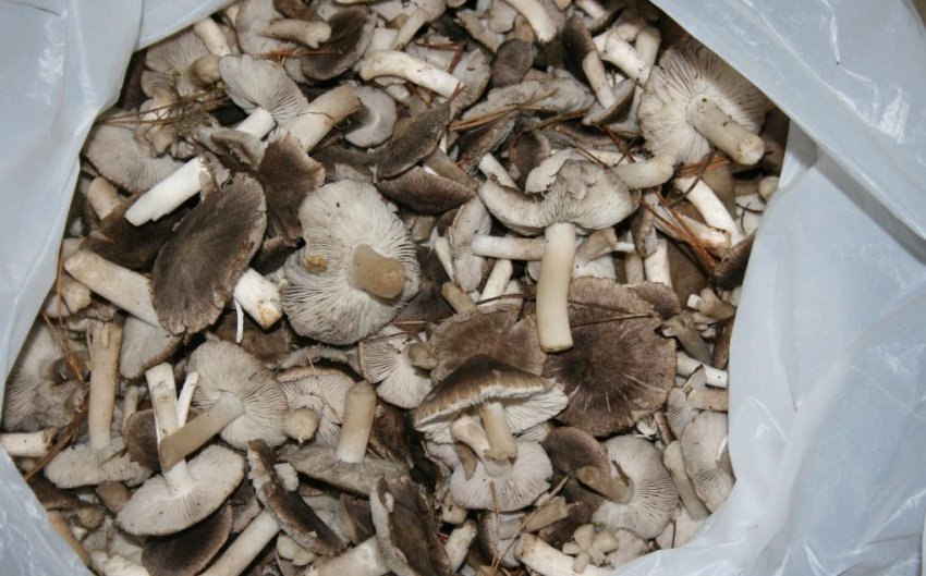 Застосування рядовки землистою в кулінарії