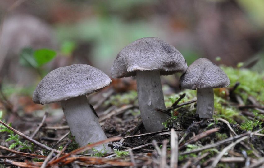 Рядовка землистая