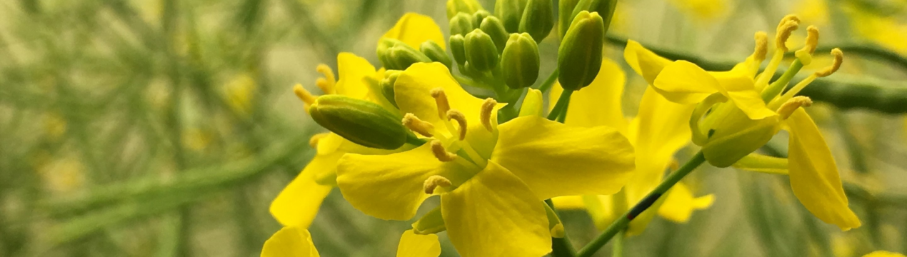 Підступна моль долає томський ріпак