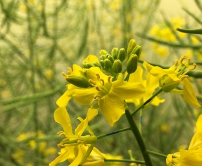 Підступна моль долає томський ріпак