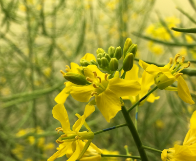 Підступна моль долає томський ріпак