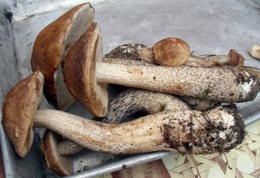 Підберезники Підберезники