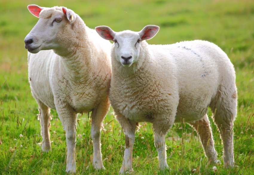 В Україні темпи реалізації на забій сільськогосподарських тварин перевищують темпи їх вирощування В Україні темпи реалізації на забій сільськогосподарських тварин перевищують темпи їх вирощування