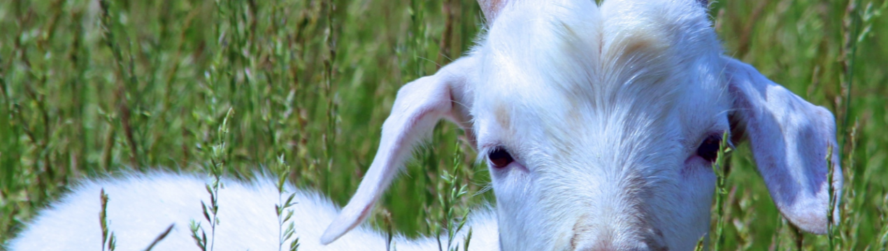 В Україні темпи реалізації на забій сільськогосподарських тварин перевищують темпи їх вирощування