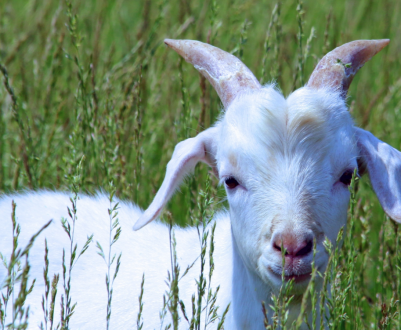 В Україні темпи реалізації на забій сільськогосподарських тварин перевищують темпи їх вирощування