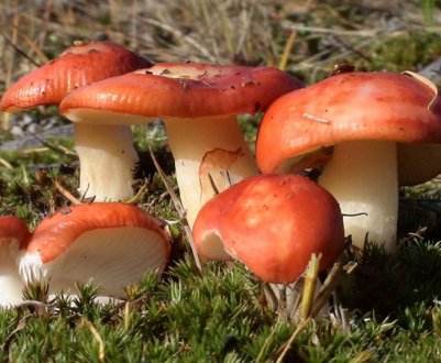 Гриби сироїжки: опис і фото, де і коли зростають, користь і протипоказання